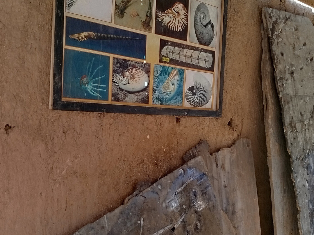 Fossiles d'Erfoud-Erfoud必去景点