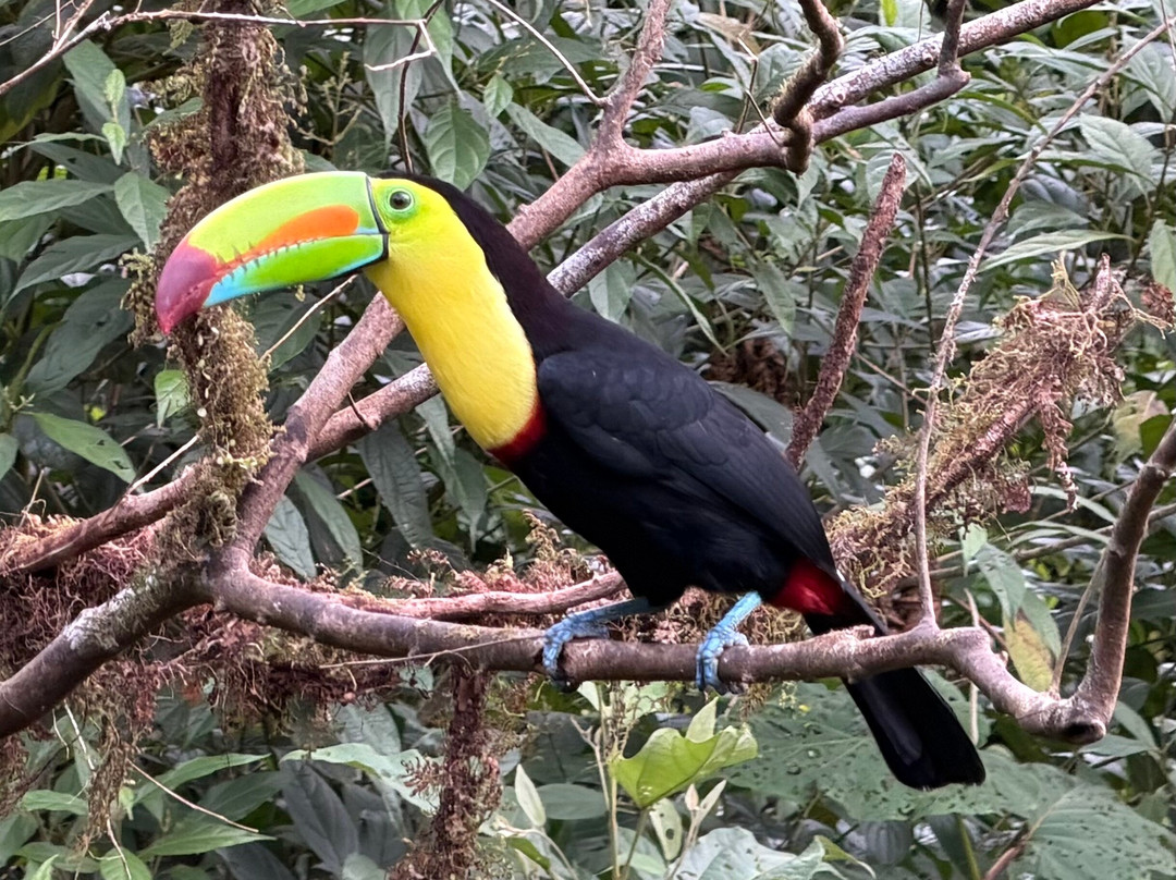Tapir Valley Nature Reserve-Bijagua de Upala必去景点