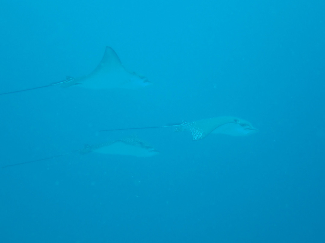 Island Divers-迪古拉赫岛必去景点
