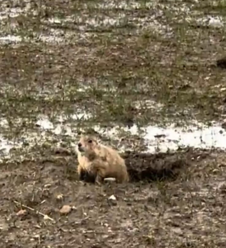 Grasslands National Park-萨斯喀彻温省必去景点