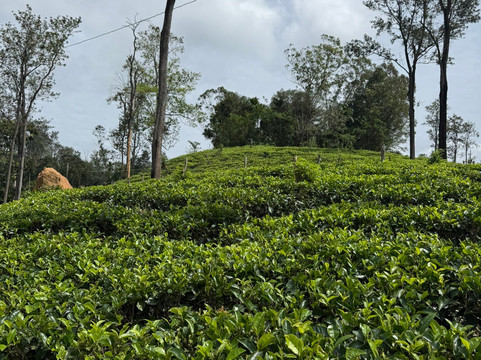 Vision Lanka Tours-加勒必去景点