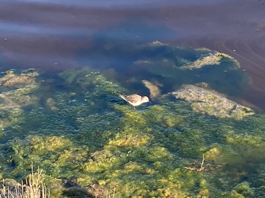 Plage des Aresquiers-Frontignan必去景点