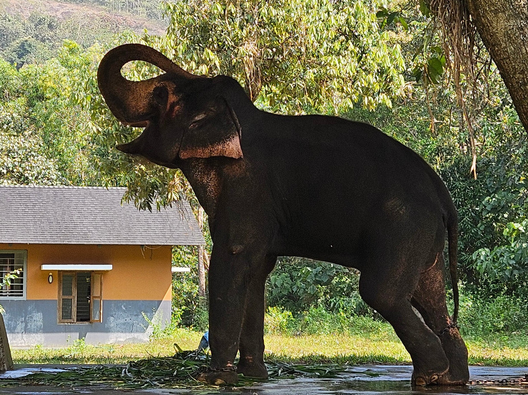 Elephant Rehabilitation Centre-提卢湾安塔普兰（特里凡德伦）必去景点