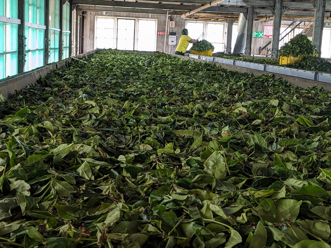 Rk tours (travel with ragu) nanuoya-Nanu Oya必去景点