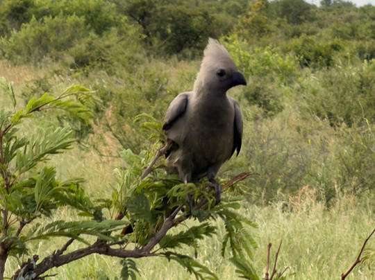 Royal Safaris-库马堤港必去景点