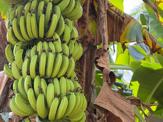 Green Chromide River View Wooden House主图