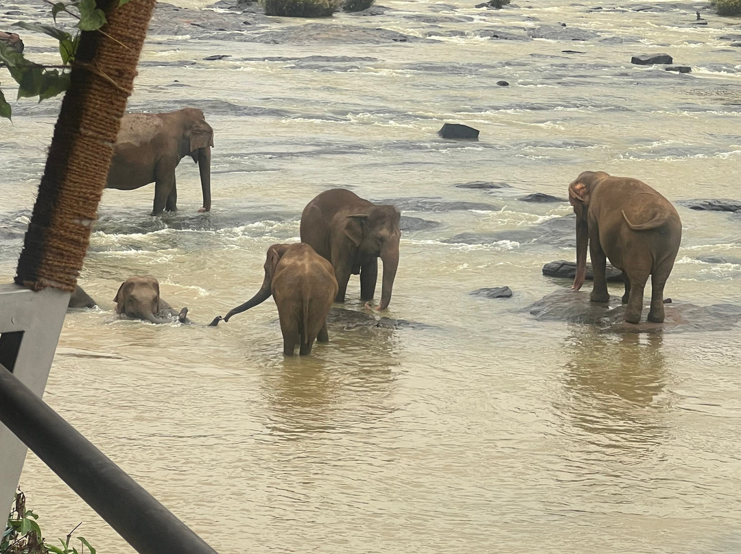 SS Lanka Tours-凯拉尼亚必去景点