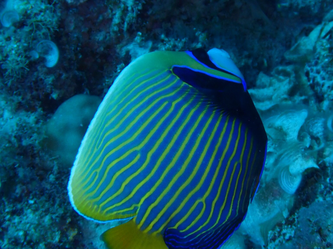 Dodo Divers Mauritius-卡罗迪勒必去景点