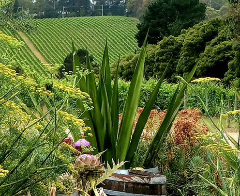 T'Gallant Vineyard-Main Ridge必去景点