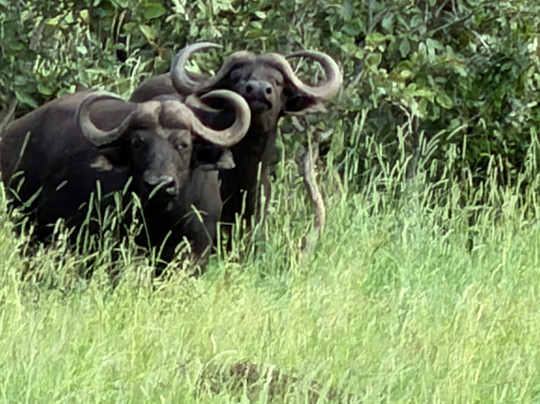The Other Animals Safaris-克鲁格国家公园必去景点