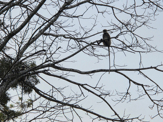 Regenta Jungle Resort Kabini Springs主图