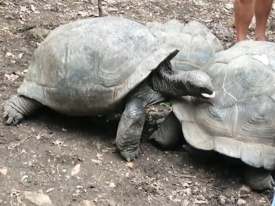 Nosy Be Tour Con Rico Aime-Hell-Ville必去景点