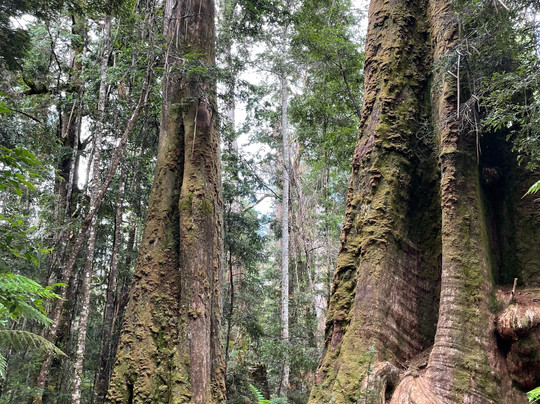 Styx Valley-Maydena必去景点