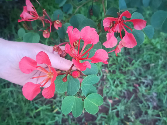 Lion and Cheetah Sanctuary-柯立南必去景点