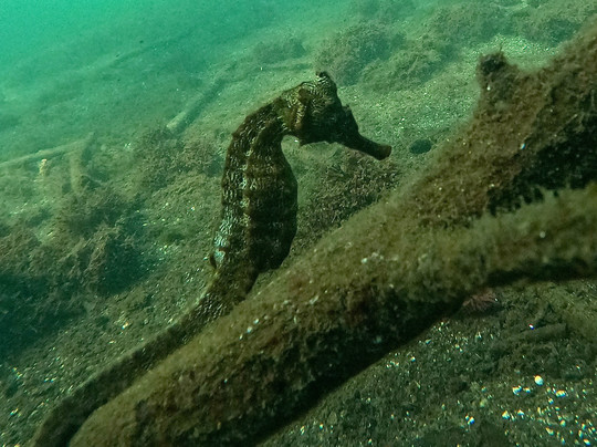 Galapagos by Local Guides-圣克鲁斯必去景点