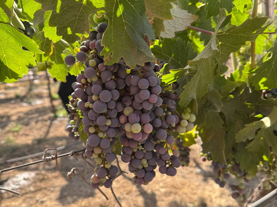 Besoain Wines-Pirque必去景点