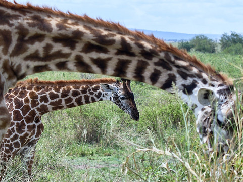 Tanganyika Expeditions-阿鲁沙必去景点