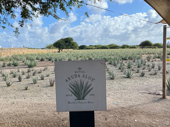 Aruba Aloe Factory, Museum and Store-阿鲁巴岛必去景点