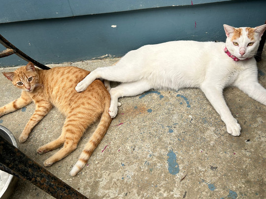 Donkey Den Guesthouse主图