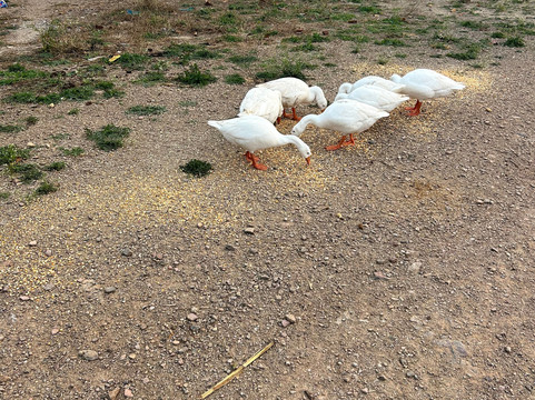 胡斯塔纳哈尔加尔湖宫殿度假村主图