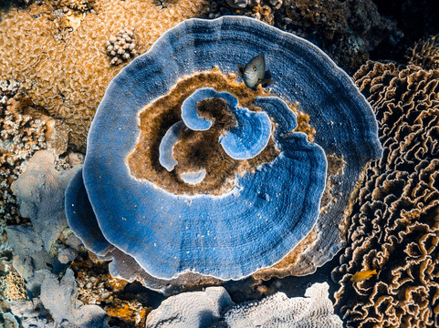 Ningaloo Reef Dive & Snorkel-珊瑚湾必去景点