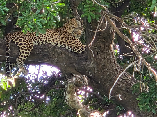 Real Africa Safaris Chobe-卡萨尼必去景点