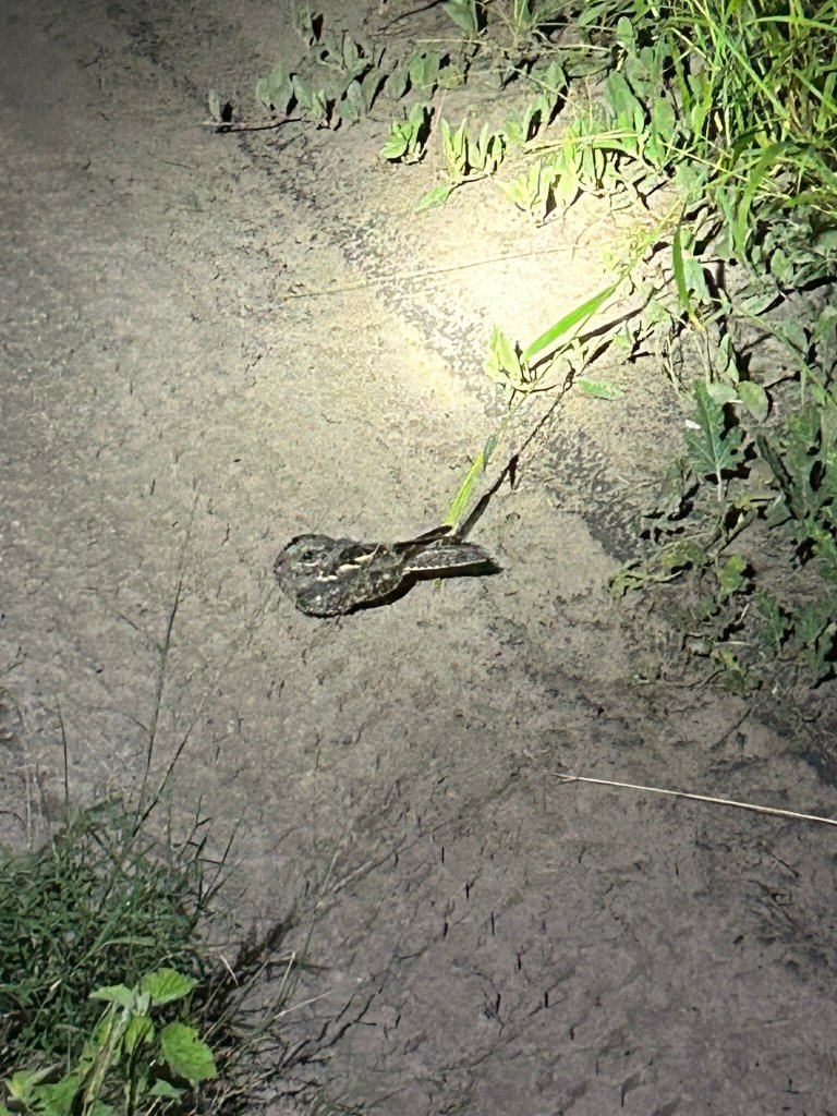 Khwai Guest House-官方