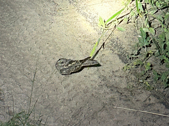 Khwai Guest House主图