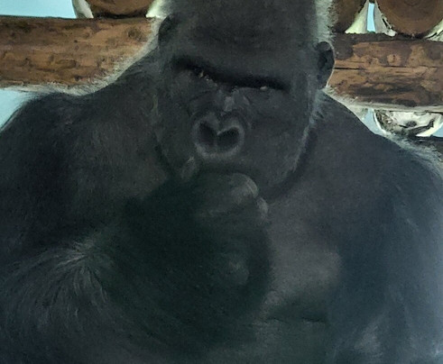 Paignton Zoo Environmental Park-佩恩顿必去景点