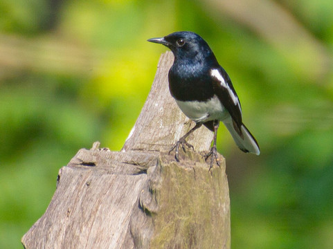 Kalagarh Tiger Reserve