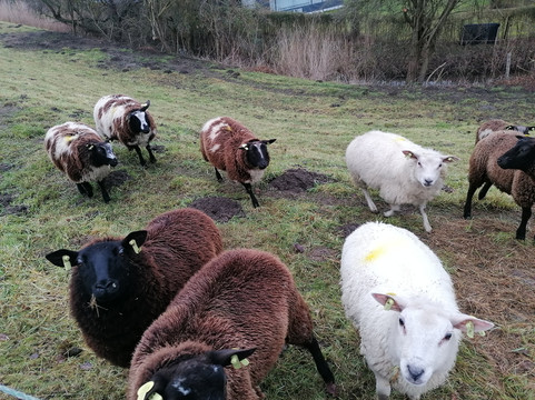 Enjoy Strandhotel Wemeldinge主图