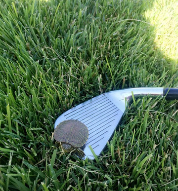 Ross Rogers Golf Course-阿马里洛必去景点