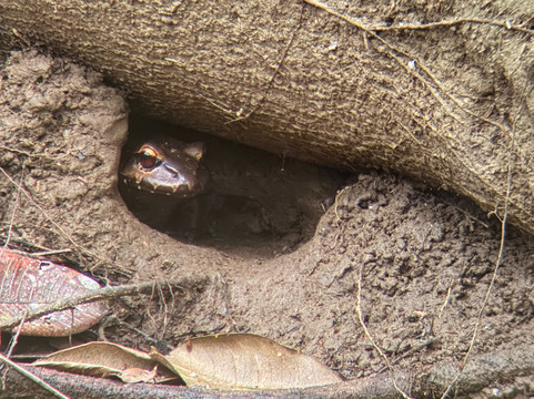 Costa Rica Wild Expeditions-希门尼斯港必去景点