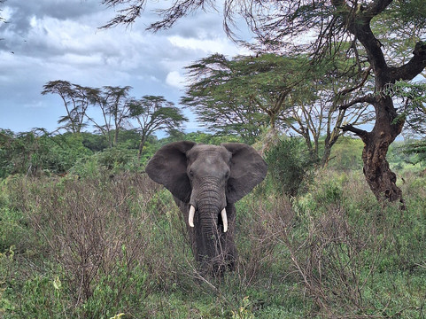 Savannah Explorers Limited-阿鲁沙必去景点