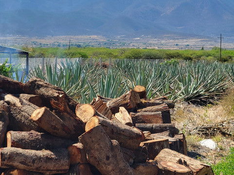 Luis Ramírez Tours Oaxaca-瓦哈卡必去景点