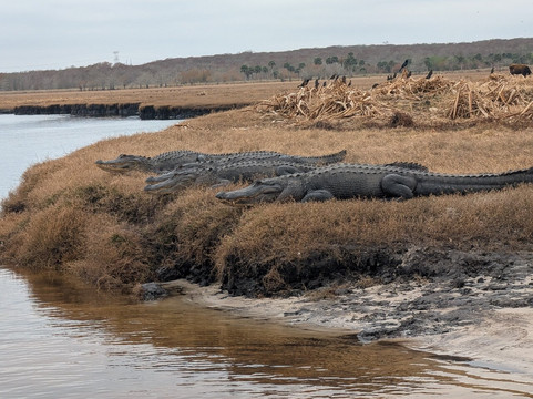 AirBoat Rides at Midway-Christmas必去景点