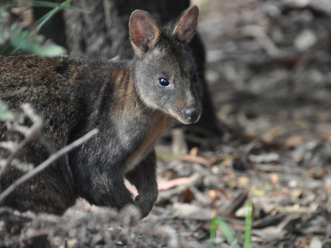 Wildlife Wonders-阿波罗湾必去景点