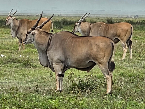 Ngurdoto Crater-阿鲁沙必去景点