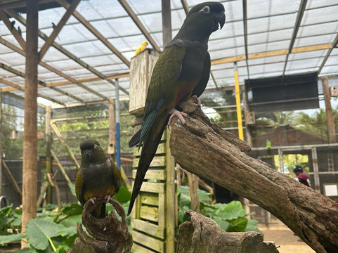 Parotte Ville Bird Sanctuary-圣马丁岛必去景点