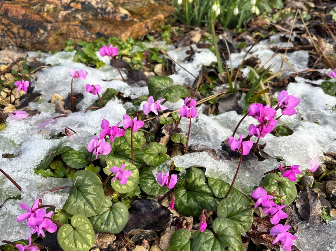 棕榈树公园-法兰克福必去景点