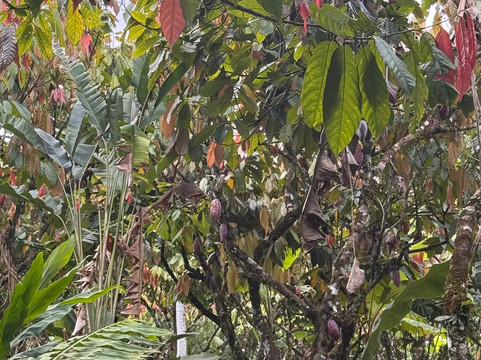 Tree Chocolate Tour-Upala必去景点