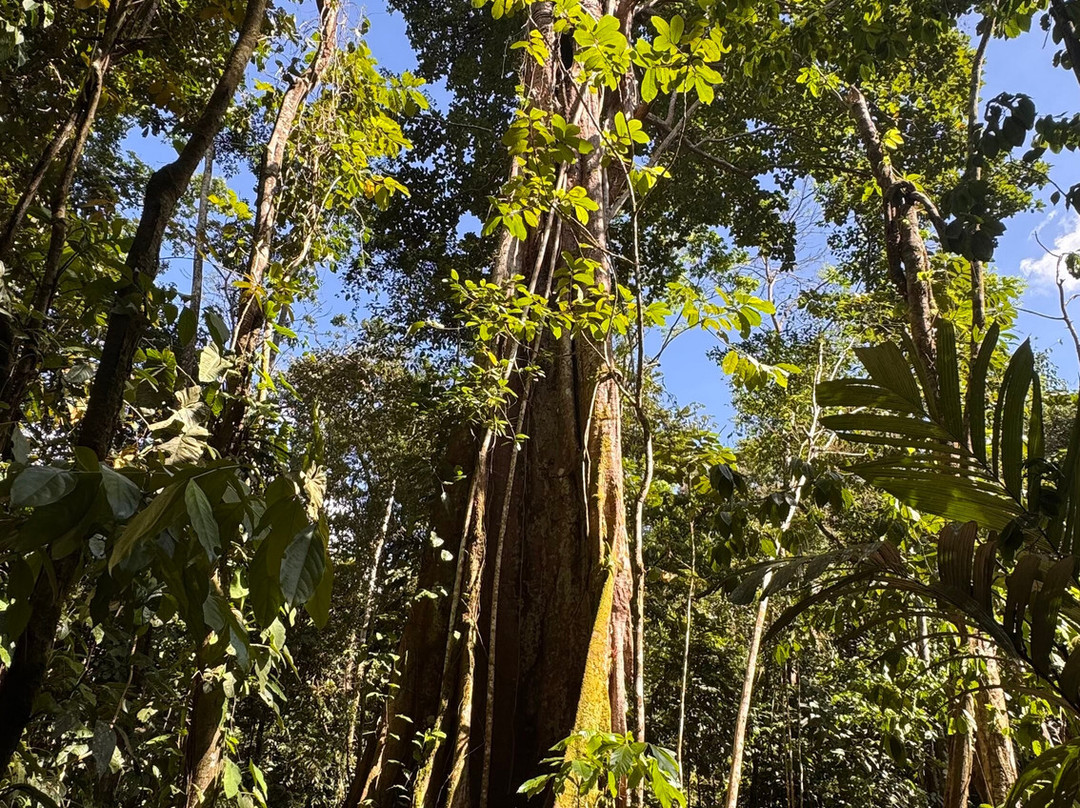 Tree Chocolate Tour-Upala必去景点