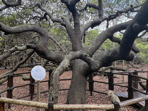 BR Tour Natal-Natal必去景点