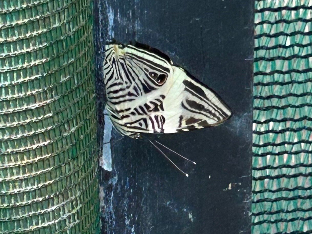 Royal Butterflies-哈科必去景点