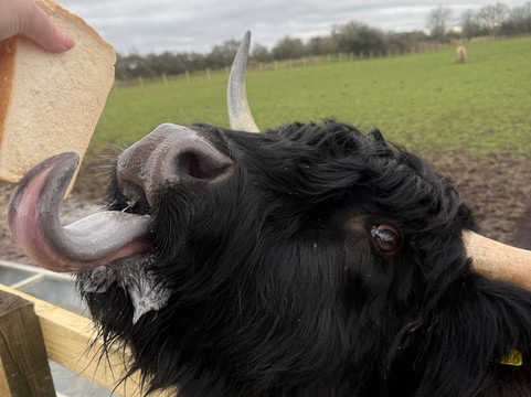 Highland Cow Cottage-Royston必去景点