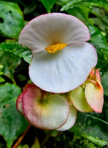 Highland Birds Tours-多塔圣赫拉多必去景点