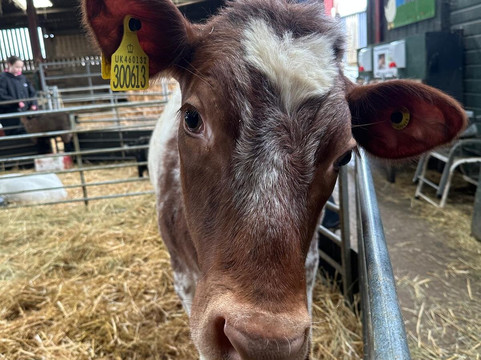 Court Farm Country Park-Banwell必去景点
