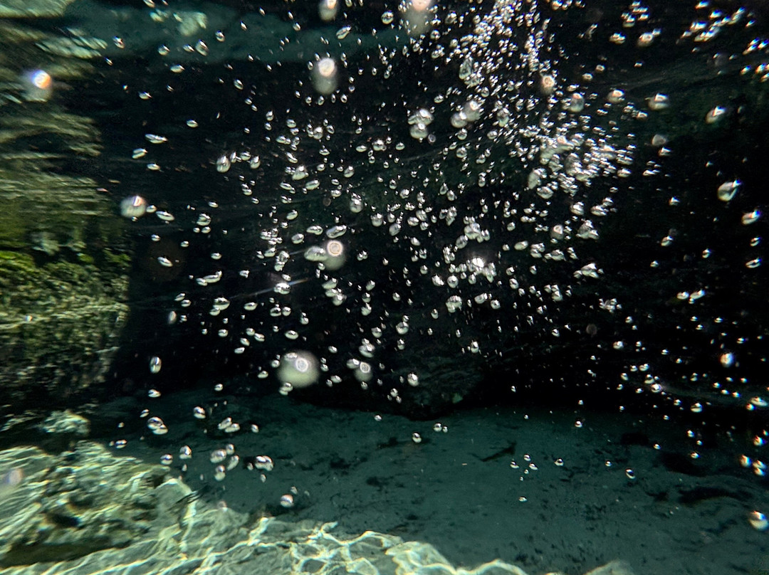 Seadaddys Dive Center & Nature Aquarium-克里斯特尔里弗必去景点
