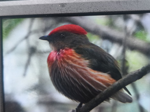 Brisas del Cauca-Risaralda必去景点