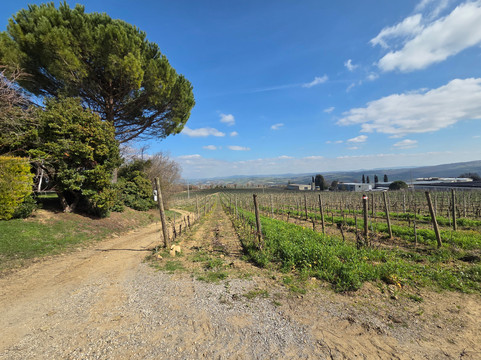 Winery Solaria Patrizia Cencioni-蒙塔尔奇诺必去景点